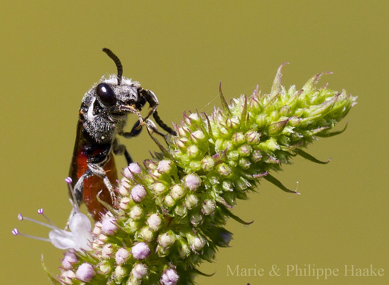 Abeille coucou 1291.jpg - Abeille coucou sur une fleur de menthe. C'est abeille (sphecodes albilabris), comme son nom le laisse supposer, pond dans les nids d'autres abeilles, dont une abeille solitaire nommée Colletes cunicularius! (Ermitage, Genève, Suisse)